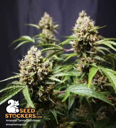 🪴 Amaretto Tarmac© | Automatic Hanfsamen | Jetzt shoppen auf Seedstockers.de 🐿️