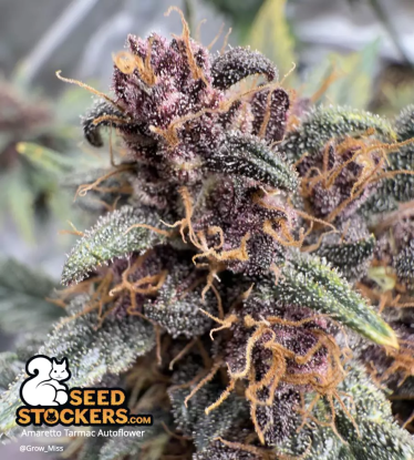 🪴 Amaretto Tarmac© | Automatic Hanfsamen | Jetzt shoppen auf Seedstockers.de 🐿️