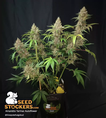 🪴 Amaretto Tarmac© | Automatic Hanfsamen | Jetzt shoppen auf Seedstockers.de 🐿️