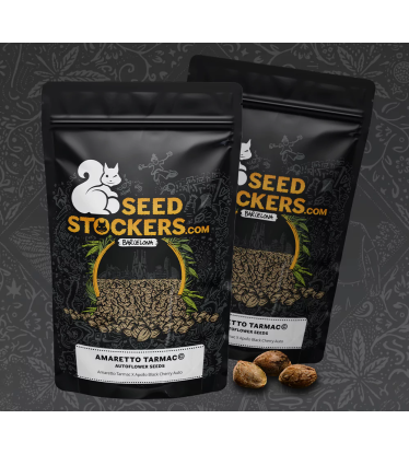 🪴 Amaretto Tarmac© | Automatic Hanfsamen | Jetzt shoppen auf Seedstockers.de 🐿️
