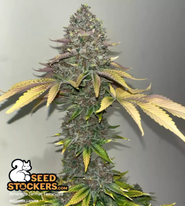 🪴 Amaretto Tarmac© | Feminisierte Hanfsamen | Jetzt shoppen auf Seedstockers.de 🐿️