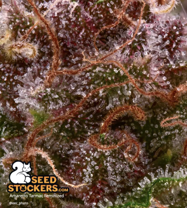🪴 Amaretto Tarmac© | Feminisierte Hanfsamen | Jetzt shoppen auf Seedstockers.de 🐿️