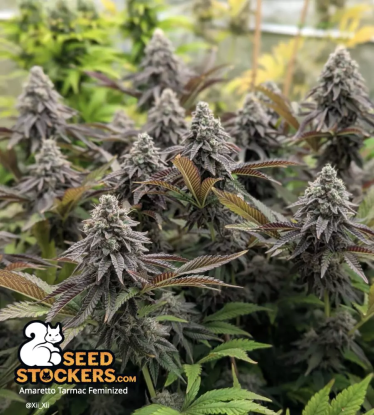 🪴 Amaretto Tarmac© | Feminisierte Hanfsamen | Jetzt shoppen auf Seedstockers.de 🐿️