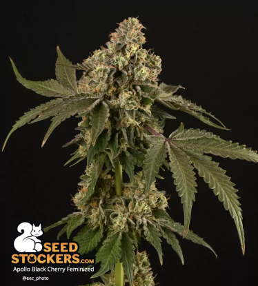 🪴 Apollo Black Cherry© | Feminisierte Hanfsamen | Jetzt shoppen auf Seedstockers.de 🐿️