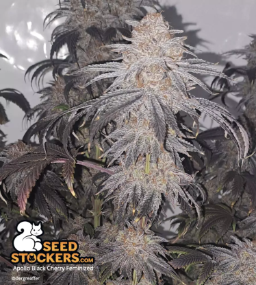 🪴 Apollo Black Cherry© | Feminisierte Hanfsamen | Jetzt shoppen auf Seedstockers.de 🐿️