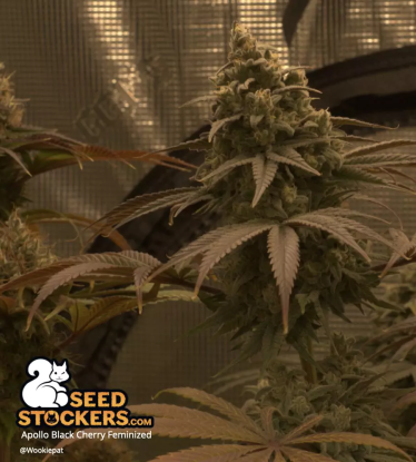 🪴 Apollo Black Cherry© | Feminisierte Hanfsamen | Jetzt shoppen auf Seedstockers.de 🐿️
