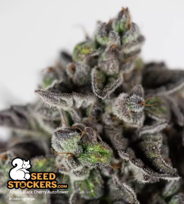 🪴 Apollo Black Cherry© | Automatic Hanfsamen | Jetzt shoppen auf Seedstockers.de 🐿️