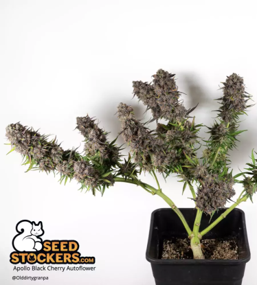 🪴 Apollo Black Cherry© | Automatic Hanfsamen | Jetzt shoppen auf Seedstockers.de 🐿️
