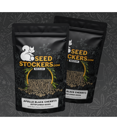 🪴 Apollo Black Cherry© | Automatic Hanfsamen | Jetzt shoppen auf Seedstockers.de 🐿️