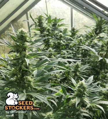 🪴 Big Yeti© | Outdoor Feminisierte Hanfsamen | Jetzt shoppen auf Seedstockers.de 🐿️