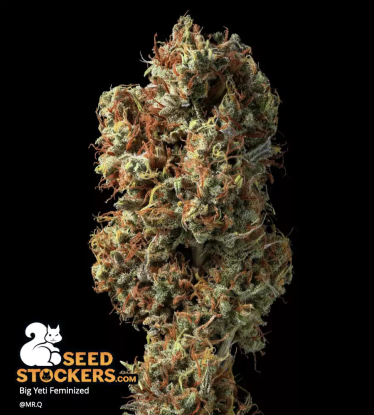 🪴 Big Yeti© | Outdoor Feminisierte Hanfsamen | Jetzt shoppen auf Seedstockers.de 🐿️