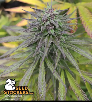 🪴 Big Yeti© | Outdoor Feminisierte Hanfsamen | Jetzt shoppen auf Seedstockers.de 🐿️