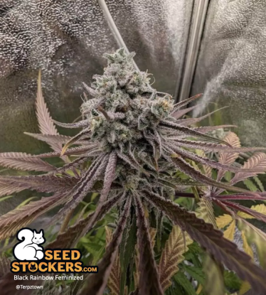 🪴 Black Rainbow© | Feminisierte Hanfsamen | Jetzt shoppen auf Seedstockers.de 🐿️