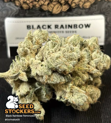 🪴 Black Rainbow© | Feminisierte Hanfsamen | Jetzt shoppen auf Seedstockers.de 🐿️