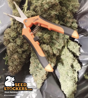 🪴 Black Rainbow© | Feminisierte Hanfsamen | Jetzt shoppen auf Seedstockers.de 🐿️