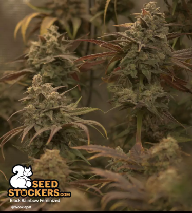 🪴 Black Rainbow© | Feminisierte Hanfsamen | Jetzt shoppen auf Seedstockers.de 🐿️