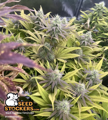 🪴 Black Rainbow© | Feminisierte Hanfsamen | Jetzt shoppen auf Seedstockers.de 🐿️