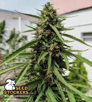 🪴 Black Rainbow© | Feminisierte Hanfsamen | Jetzt shoppen auf Seedstockers.de 🐿️