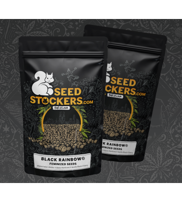 🪴 Black Rainbow© | Feminisierte Hanfsamen | Jetzt shoppen auf Seedstockers.de 🐿️