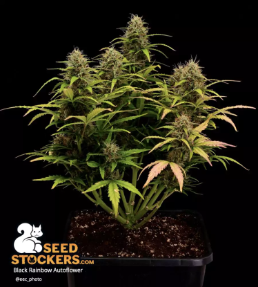 🪴 Black Rainbow© | Automatic Hanfsamen | Jetzt shoppen auf Seedstockers.de 🐿️