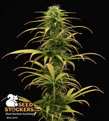 🪴 Black Rainbow© | Automatic Hanfsamen | Jetzt shoppen auf Seedstockers.de 🐿️