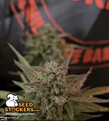 🪴 Black Rainbow© | Automatic Hanfsamen | Jetzt shoppen auf Seedstockers.de 🐿️