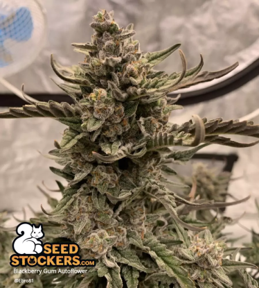 🪴 Blackberry Gum© | Automatic Hanfsamen | Jetzt shoppen auf Seedstockers.de 🐿️