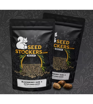 🪴 Blackberry Gum© | Automatic Hanfsamen | Jetzt shoppen auf Seedstockers.de 🐿️