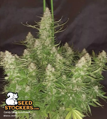 🪴 Candy Dawg© | Automatic Hanfsamen | Jetzt shoppen auf Seedstockers.de 🐿️