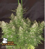 🪴 Candy Dawg© | Automatic Hanfsamen | Jetzt shoppen auf Seedstockers.de 🐿️
