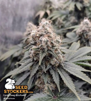 🪴 Candy Dawg© | Automatic Hanfsamen | Jetzt shoppen auf Seedstockers.de 🐿️