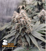 🪴 Candy Dawg© | Automatic Hanfsamen | Jetzt shoppen auf Seedstockers.de 🐿️