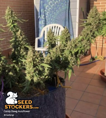 🪴 Candy Dawg© | Automatic Hanfsamen | Jetzt shoppen auf Seedstockers.de 🐿️