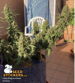 🪴 Candy Dawg© | Automatic Hanfsamen | Jetzt shoppen auf Seedstockers.de 🐿️