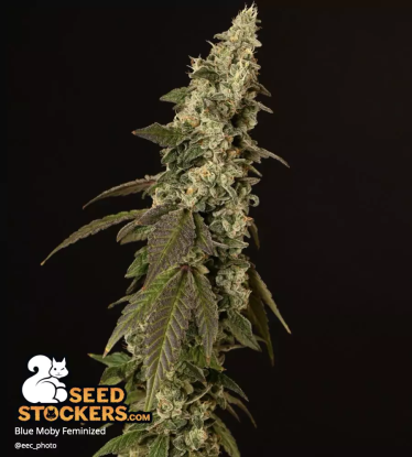 🪴 Blue Moby© | Feminisierte Hanfsamen | Jetzt shoppen auf Seedstockers.de 🐿️