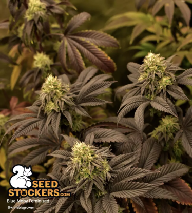 🪴 Blue Moby© | Feminisierte Hanfsamen | Jetzt shoppen auf Seedstockers.de 🐿️