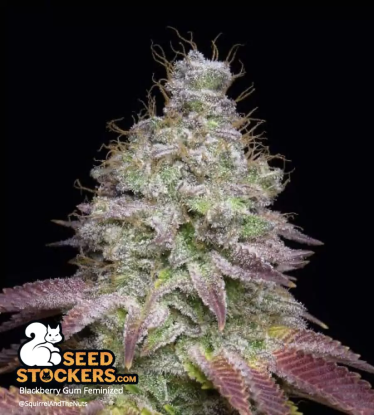 🪴 Blackberry Gum© | Feminisierte Hanfsamen | Jetzt shoppen auf Seedstockers.de 🐿️