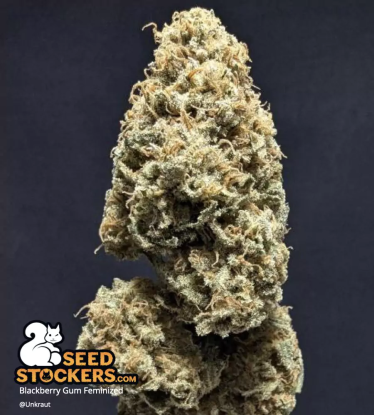 🪴 Blackberry Gum© | Feminisierte Hanfsamen | Jetzt shoppen auf Seedstockers.de 🐿️