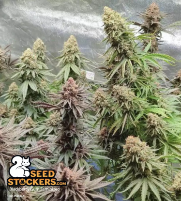 🪴 Blackberry Gum© | Feminisierte Hanfsamen | Jetzt shoppen auf Seedstockers.de 🐿️