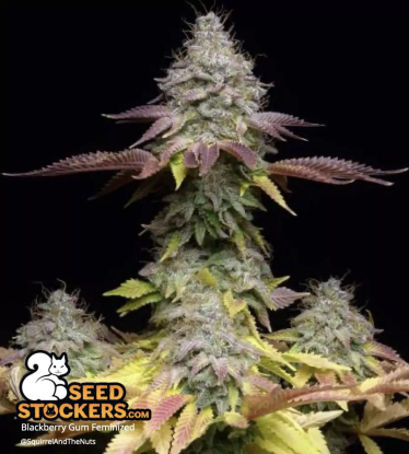 🪴 Blackberry Gum© | Feminisierte Hanfsamen | Jetzt shoppen auf Seedstockers.de 🐿️