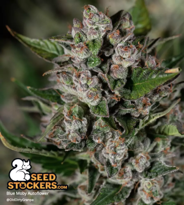 🪴 Blue Moby© | Automatic Hanfsamen | Jetzt shoppen auf Seedstockers.de 🐿️