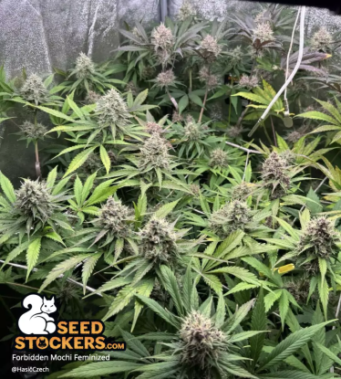 🪴 Forbidden Mochi© | Feminisierte Hanfsamen | Jetzt shoppen auf Seedstockers.de 🐿️