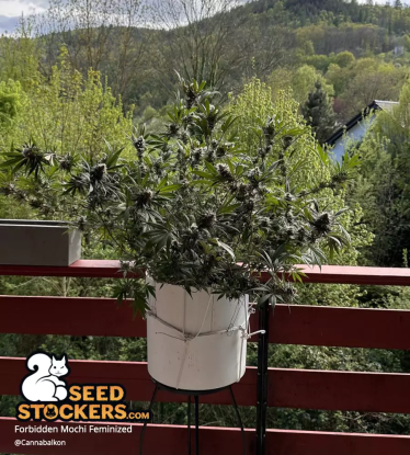 🪴 Forbidden Mochi© | Feminisierte Hanfsamen | Jetzt shoppen auf Seedstockers.de 🐿️