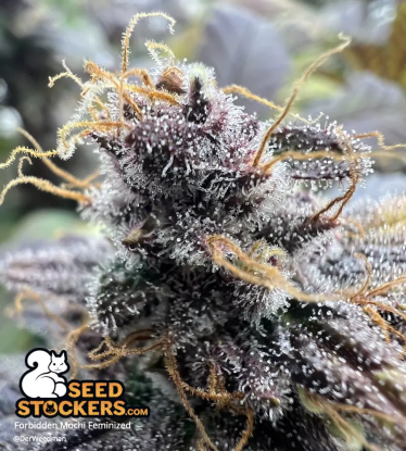 🪴 Forbidden Mochi© | Feminisierte Hanfsamen | Jetzt shoppen auf Seedstockers.de 🐿️