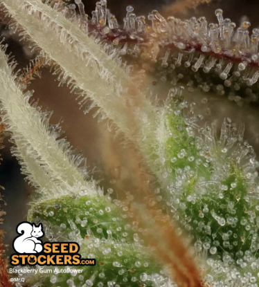 🪴 Blackberry Gum© | Automatic Hanfsamen | Jetzt shoppen auf Seedstockers.de 🐿️