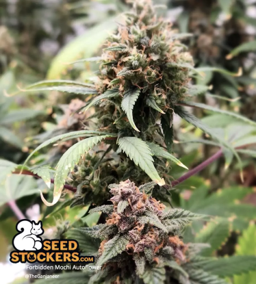 🪴 Forbidden Mochi© | Automatic Hanfsamen | Jetzt shoppen auf Seedstockers.de 🐿️