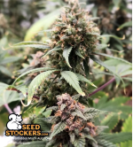 🪴 Forbidden Mochi© | Automatic Hanfsamen | Jetzt shoppen auf Seedstockers.de 🐿️