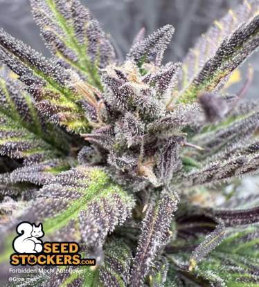 🪴 Forbidden Mochi© | Automatic Hanfsamen | Jetzt shoppen auf Seedstockers.de 🐿️