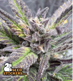 🪴 Forbidden Mochi© | Automatic Hanfsamen | Jetzt shoppen auf Seedstockers.de 🐿️