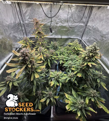 🪴 Forbidden Mochi© | Automatic Hanfsamen | Jetzt shoppen auf Seedstockers.de 🐿️